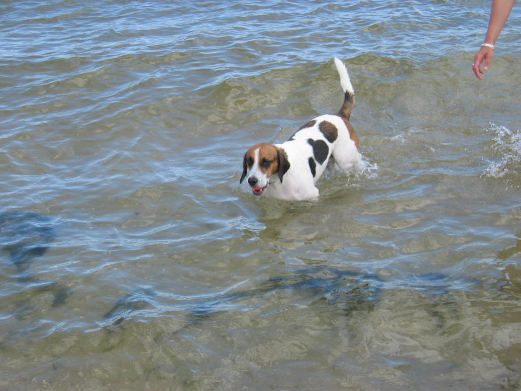 Beagle planscht in der flachen Ostsee
