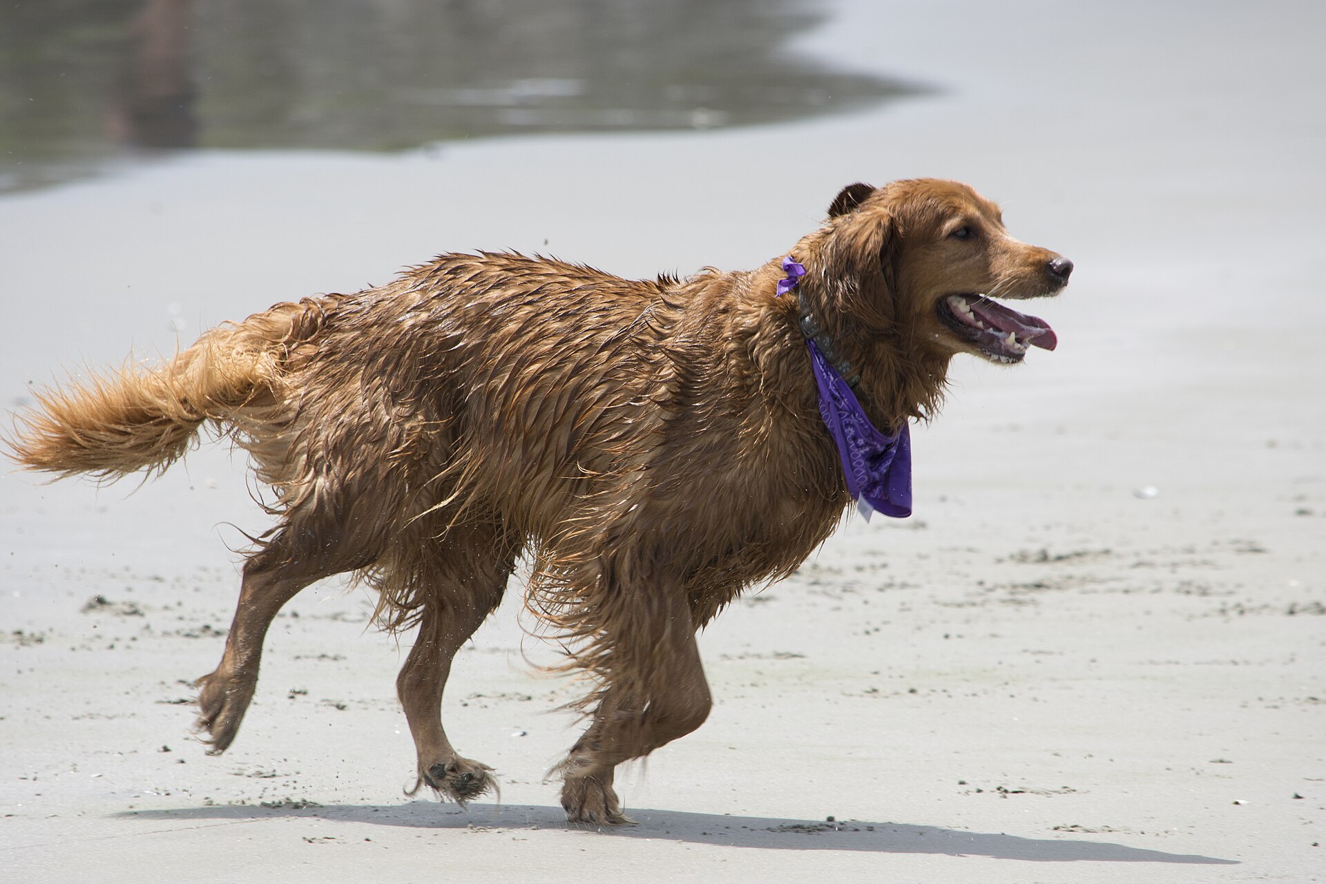Urlaub mit Hund an der Ostsee: Strände, beste Reisezeit & Unterkünfte